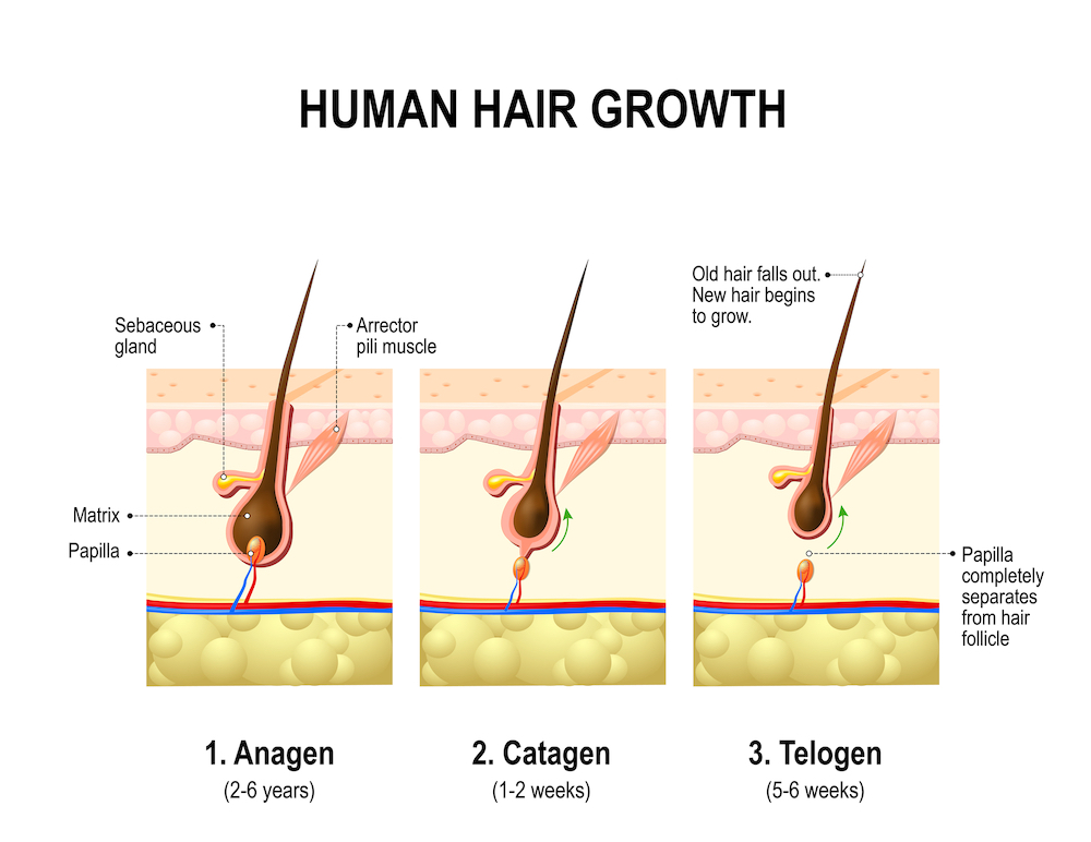 Phases of hair growth